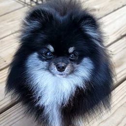 Red Molly - Pomeranian