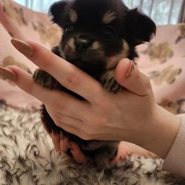 Girl 1 - female Chihuahua puppy in Chesapeake, Virginia from Elsbeth's Chihuahuas