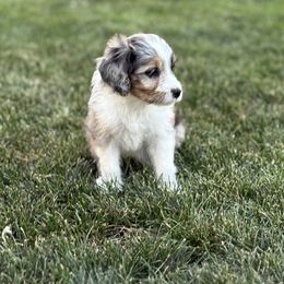 Australian Mountain Doodle Puppies from MB Livestock