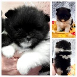 Parti Jill - Black parti female Pomeranian puppy in Forsyth, Illinois from Brenda's Pomeranians - Amazing Grace Pomeranians
