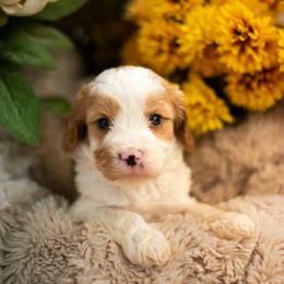 Manicotti - Blenheim male Cavapoo puppy in Norman, Oklahoma from Curly Q Cavapoos