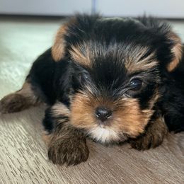 Boy 3 - Black and tan male Yorkshire Terrier puppy in Livermore, California from Ruben & Tatiana’s Yorkshire Terriers
