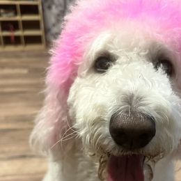 Goldendoodles and Labradoodles from Bs Doodles