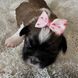 Tina - Gold and white female Shih Tzu puppy in Hemet, California from Aloha Shih Tzu