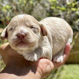 Black Collar Girl - Cream female Cockapoo puppy in Palm Beach County, Florida from Benji’s Cockapoos