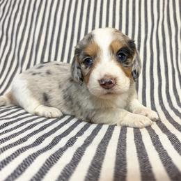 RB FEMALE 3 - Dapple female Dachshund puppy in Elkhart, Indiana from Hart City Dachshunds