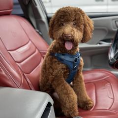 Shiloh GUARDIAN HOME ONLY - Red  male Goldendoodle puppy in Miami, Florida from Milk Drunk Doodles And Poodles