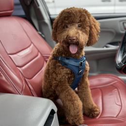 Shiloh GUARDIAN HOME ONLY - Red  male Goldendoodle puppy in Miami, Florida from Milk Drunk Doodles And Poodles