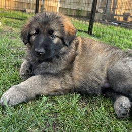 German Shepherd Puppies from Scenic City Shepherds