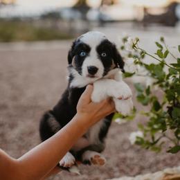 Indigo (CL13) - Black tri-color female Australian Shepherd puppy in Bertram, Texas from Sky to Haven Aussies