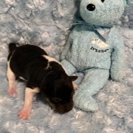 Scottie Scheffler - Black white and tan male Rat Terrier puppy in Atlanta, Texas from CaliRats Rat Terriers