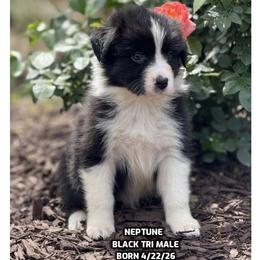 Neptune - Black tri-color male Australian Shepherd puppy in Bethany, Connecticut from Wynter Thyme Manor Australian shepherds