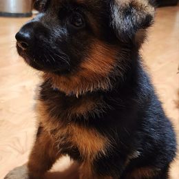 German Shepherd Puppies from Ewig Krieger Kennels