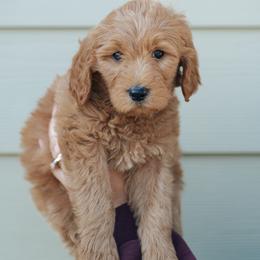 Blue collar boy - Maui - Red  male Goldendoodle puppy in Duncan, South Carolina from Abner Creek Poodles & Doodles