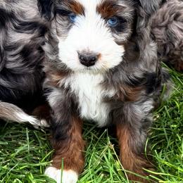 Prince - Blue merle male Bernedoodle puppy in Saint Francis, Kansas from Land of Oz Doodles