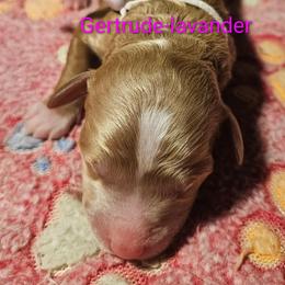 Gertrude - Dr Suess litter - Caramel red female Labradoodle puppy in Phelan, California from Family Doodles