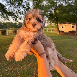 Raisin Bran - Chocolate merle female Bernedoodle puppy in Rose Hill, North Carolina from Red Door Canines