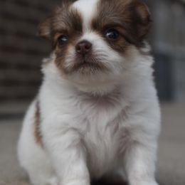 Girl 1 - Chocolate sabled fawn female Chihuahua puppy in Westminster, Colorado from VanityPom’s