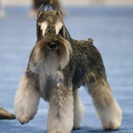 Miniature Schnauzers from Bandsman