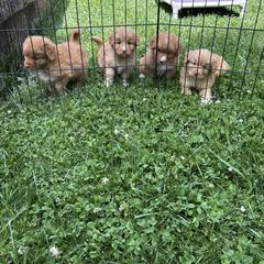 Boerboel and Nova Scotia Duck Tolling Retriever Puppies from Voyageur Kennels