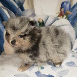 Armani - Blue merle male Pomeranian puppy in Weatherford, Texas from Jeweled Poms