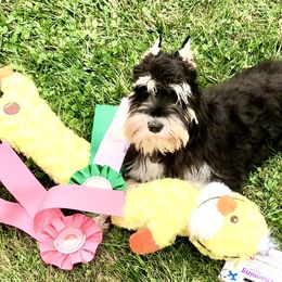 Chyna  - Miniature Schnauzer