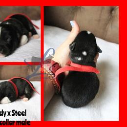 Red collar - White and black male Pembroke Welsh Corgi puppy in Wayne City, Illinois from Lash Livestock & Corgis