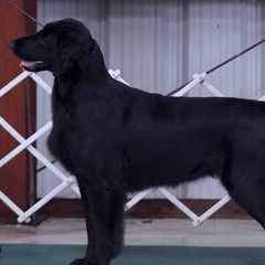 Flat-Coated Retrievers from Nautabout Kennels