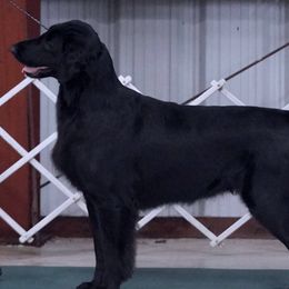 Flat-Coated Retrievers from Nautabout Kennels