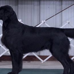 Flat-Coated Retrievers from Nautabout Kennels