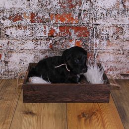 Sookie - Phantom female Assorted Doodle Crosses puppy in Calhoun, Georgia from Happy Top Doodles