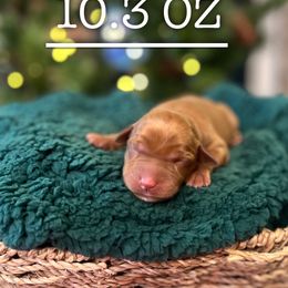 Wednesday - Yellow female Labrador Retriever puppy in Puyallup, Washington from 12 Door Farm Labradors