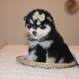 Tammy 1895 - Gray and white female Pomsky puppy in Apple Creek, Ohio from Kathryn Troyer