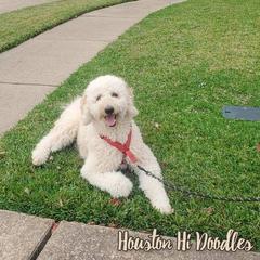 Goldendoodles from Houston Hi Doodles