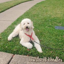 Goldendoodles from Houston Hi Doodles