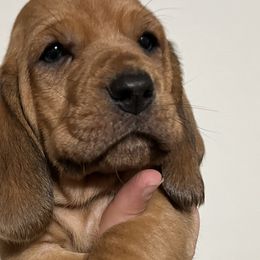 Green Collar Boy - Basset Hound puppy in Saint Clair, Michigan from Gregg Hounds