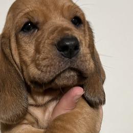 Green Collar Boy - Basset Hound puppy in Saint Clair, Michigan from Gregg Hounds
