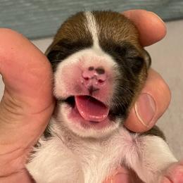 Maisy - White and red Pembroke Welsh Corgi puppy in Dickinson, Texas from Gulf Coast Corgis