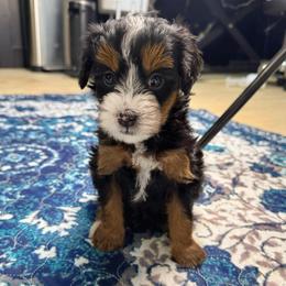 Alberta - Tri-color female Bernedoodle puppy in Alpharetta, Georgia from Doodles of Buckhead
