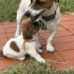 Russell Terrier Puppies from Claddagh Pastures