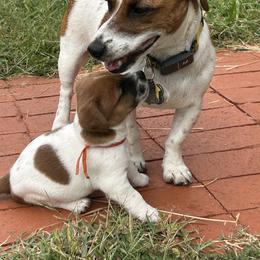 Russell Terrier Puppies from Claddagh Pastures