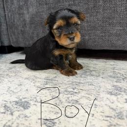 Larry - Black and tan male Yorkshire Terrier puppy in Ellijay, Georgia from Leigh's Yorkshire Terriers