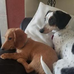Dachshund Puppies from Long Dog Ranch