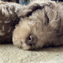 Bedlington Terrier puppies from Windslore Bedlington Terriers