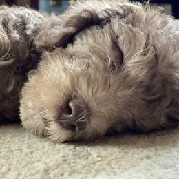 Bedlington Terrier puppies from Windslore Bedlington Terriers