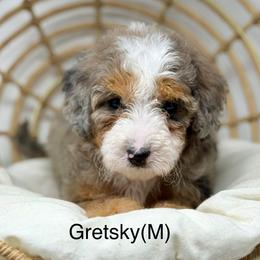 Gretzky - male Australian Mountain Doodle puppy in Sterling, Colorado from North 40 Doodles