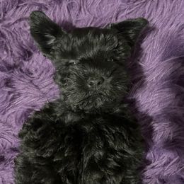 Miniature Schnauzer Puppies from Prestigious Schnuazers