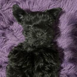 Miniature Schnauzer Puppies from Prestigious Schnuazers