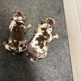 Girl 1 - Red merle female Catahoula Leopard Dog puppy in Manchester, Tennessee from Middle TN Leopard Catahoulas and Middle TN Bassett Hounds