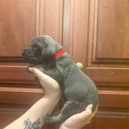 Red collar - Blue male Great Dane puppy in Ider, Alabama from Sand Mountain Danes LLC